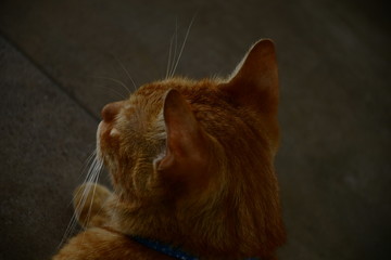 gato dorado mirando y durmiendo 