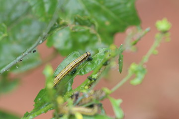 LAGARTA