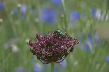 Green rose chafer (Cetonia aurata) on ornamental Allium flower