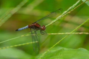 Dragonfly