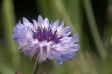 Lilac cornflower variety in informal garden in Walenstadt, Swiss Alps