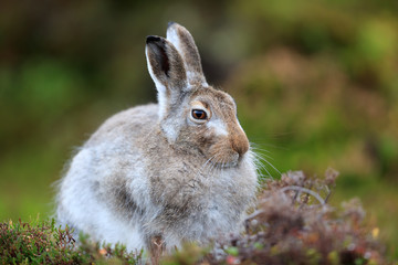 Mountain hare with mixed colours, white and brown