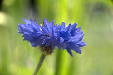 Natural blue cornflower in informal garden in Walenstadt, Swiss Alps