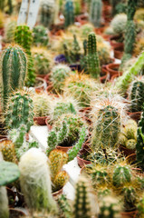 Cacti cactus