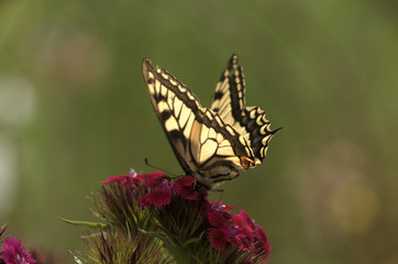 Papilio machaon; common swallowtail in Walenstadt garden, Switzerland