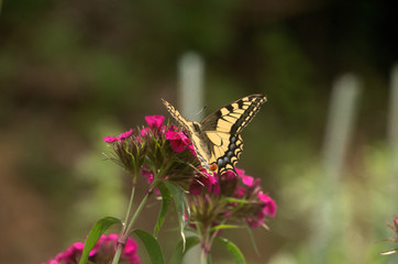 Papilio machaon; common swallowtail in Walenstadt garden, Switzerland