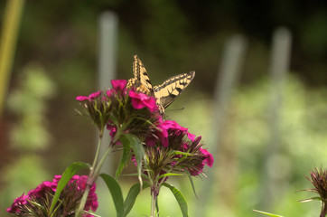 Papilio machaon; common swallowtail in Walenstadt garden, Switzerland