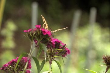 Papilio machaon; common swallowtail in Walenstadt garden, Switzerland