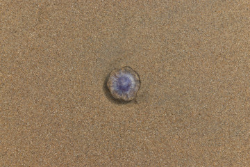 Tiny jellyfish on the beach