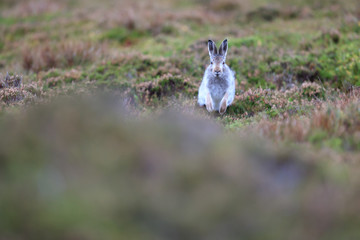 Mountain hare with mixed colours, white and brown