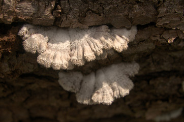 Bracket fungus on lumber, Flums