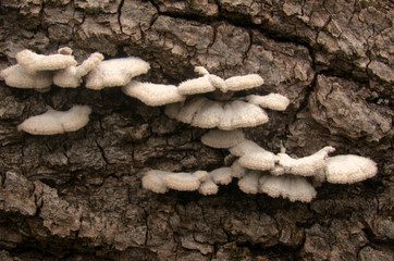 Bracket fungus on lumber, Flums