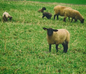 Agneau de pré salé 