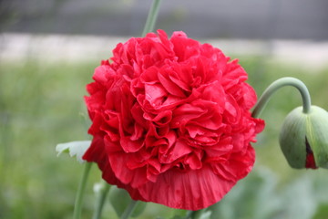 Blooms In The Garden, Jasper National Park, Alberta
