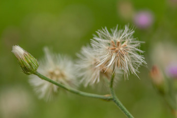 Dandelion