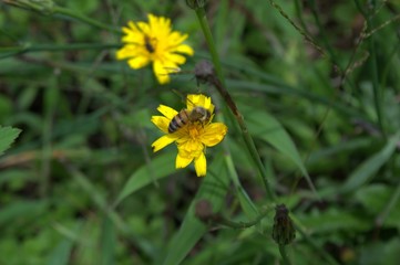 bee on yellow flower