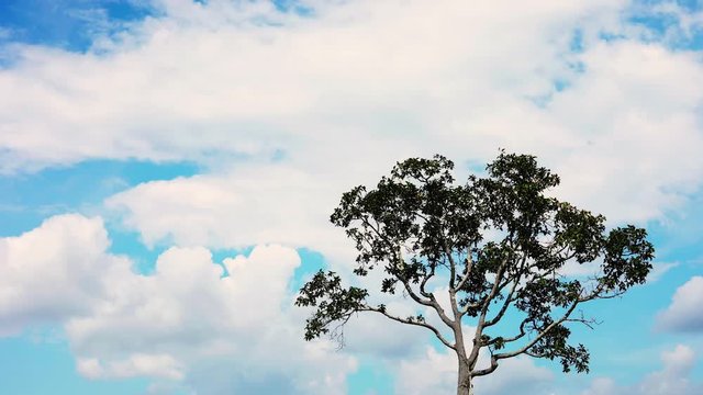time lapse beautiful blue sky,Trees and sky, countryside
