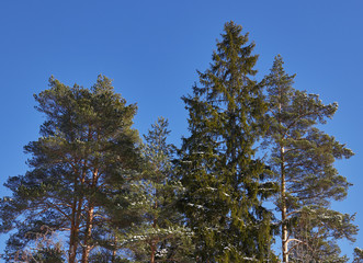 Snowy road in the winter forest in clear weather. Russian nature in the winter. the sun is shining in the corner. New Year winter weather concept.