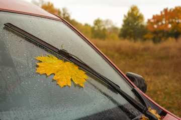 Yellow maple leaf under car wiper on windshield in rainy autumn day.