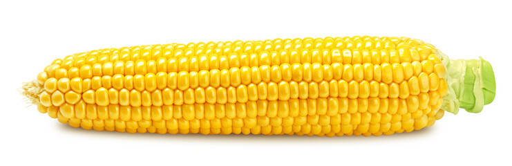 corn ear, isolated on white background, clipping path, full depth of field