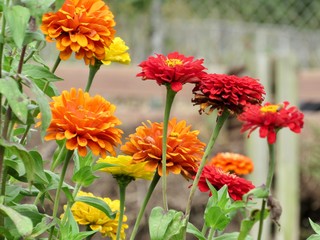 Colorful Zinnia Flower Garden 