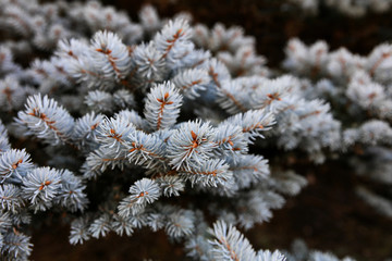 Real Blue spruce Christmas tree for the holiday seasons
