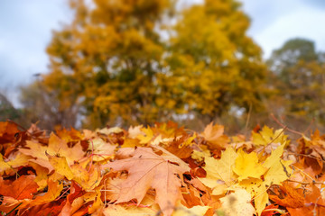 autumn landscape with yellow trees and foliage on ground in the park. Falling leaves background. Autumn season concept