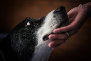 Perro amor