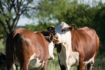 vacas enamoradas