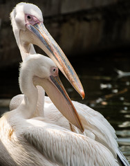 a pair of pelicans close up on a summer day
