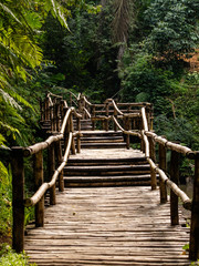 A bamboo bridge in a tropical forest