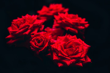 red rosses isolated on black background
