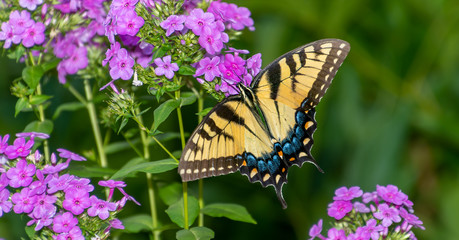 Close-up Butterfly on Pink Flowers