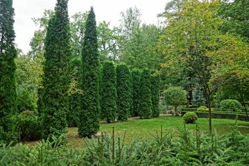 Fototapeta na wymiar green conifers bushes and grass in a city park