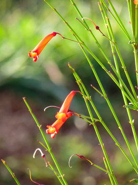 A close up on a red little flower called "Flor de coral" in Brazil with a blurry background
