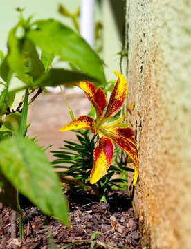 A red yellow flower trying to grow and rise in between the other plant in the garden