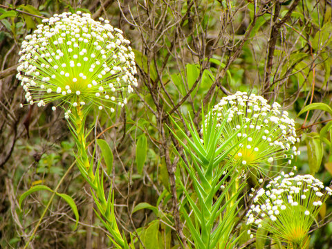 An exotic white flower found in one of the brazilian woods
