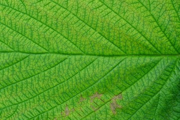 green vegetative background from a piece of a large leaf