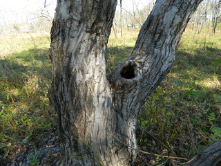  squirrel dwelling on a tree in a forest