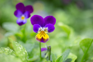 heartsease flower with dew and green bokeh