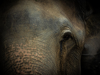 Closeup Old elephant in Thailand sanctuary © meen_na
