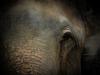 Poster Closeup Old elephant in Thailand sanctuary © meen_na