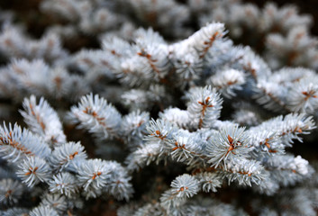 Real Blue spruce Christmas tree with snow for the holiday seasons