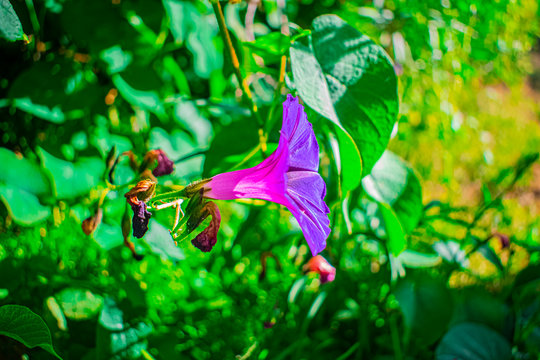 flor rosado campanita emergiendo entre su hojas grandes y de forma de coraz&oacute;n verdes para la primavera