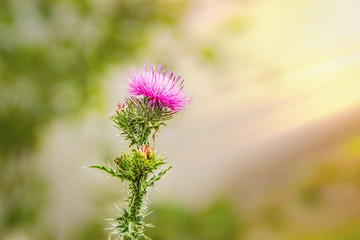 Thistle bloom in the sun. Wild nature. Meadow flowers.