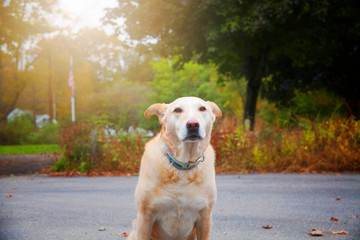 Labrador Retriever At Sunset
