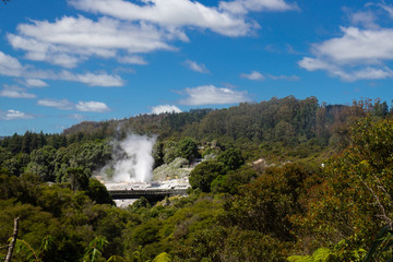 Fototapeta premium Geysir in Te Puia park in Rotorua, North Island