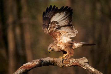Buzzard with open wings perched on a branch