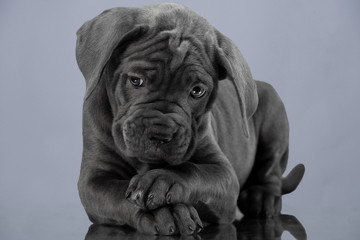 Fototapeta na wymiar cute puppy on grey background
