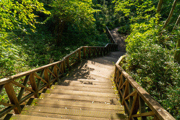 Fototapeta premium 森の歩道